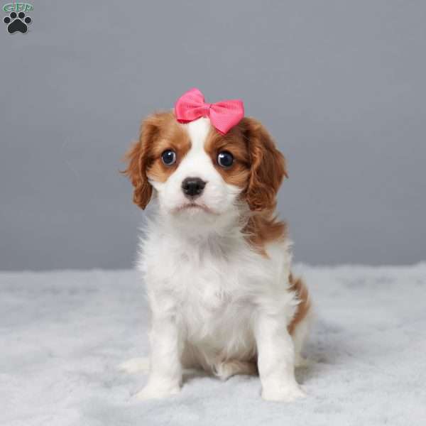 Nikki, Cavalier King Charles Spaniel Puppy